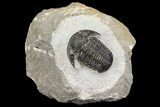 Detailed Gerastos Trilobite Fossil - Morocco #164724-2